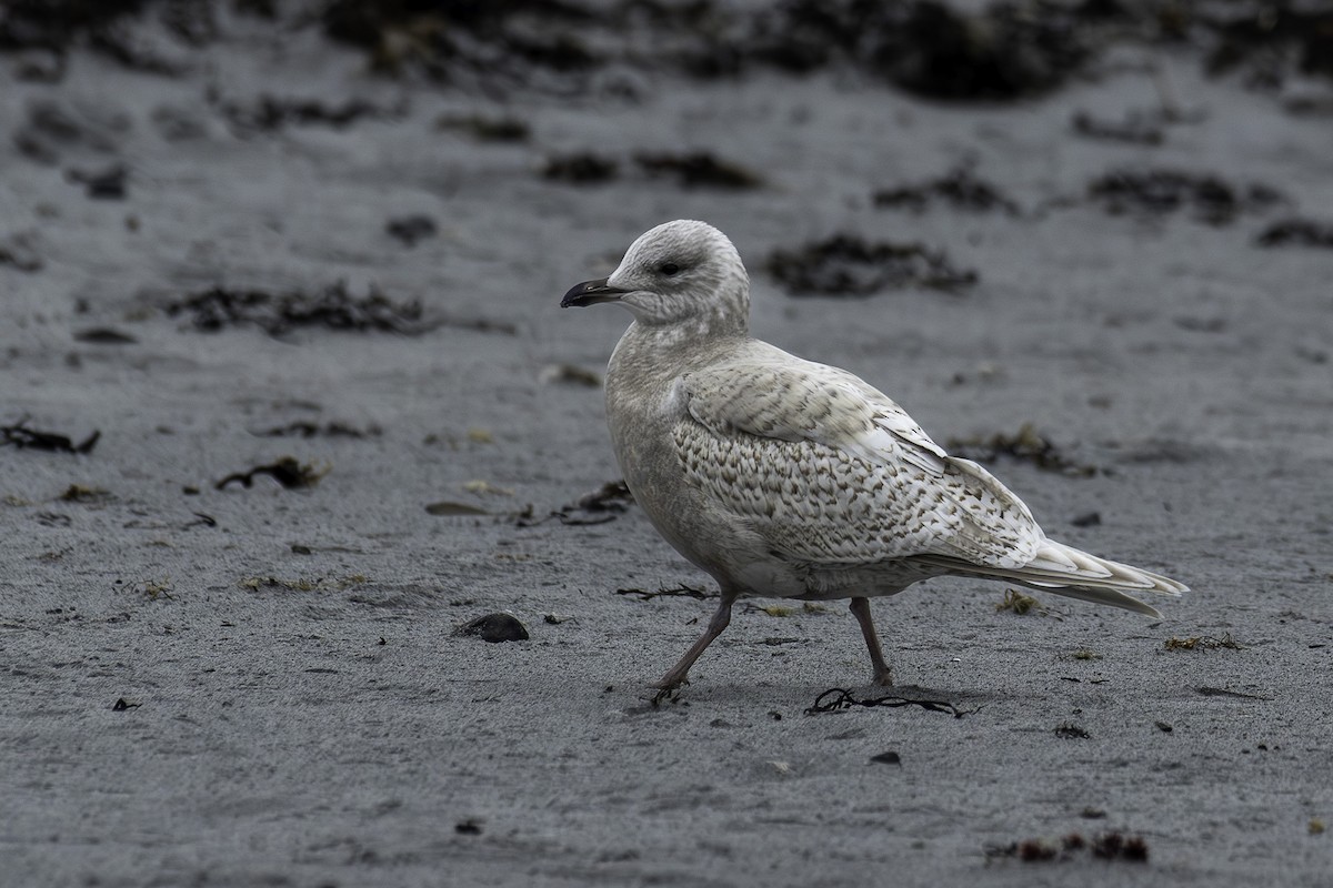 Gabbiano d'Islanda - ML645664335