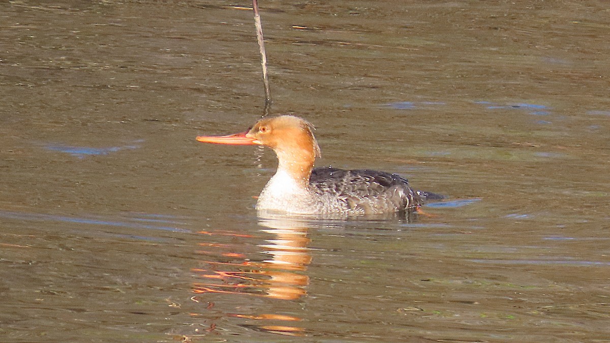 Сэвгэр бохио - ML645664336