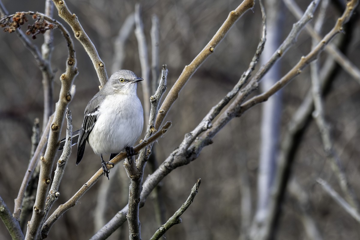 Northern Mockingbird - ML645664341