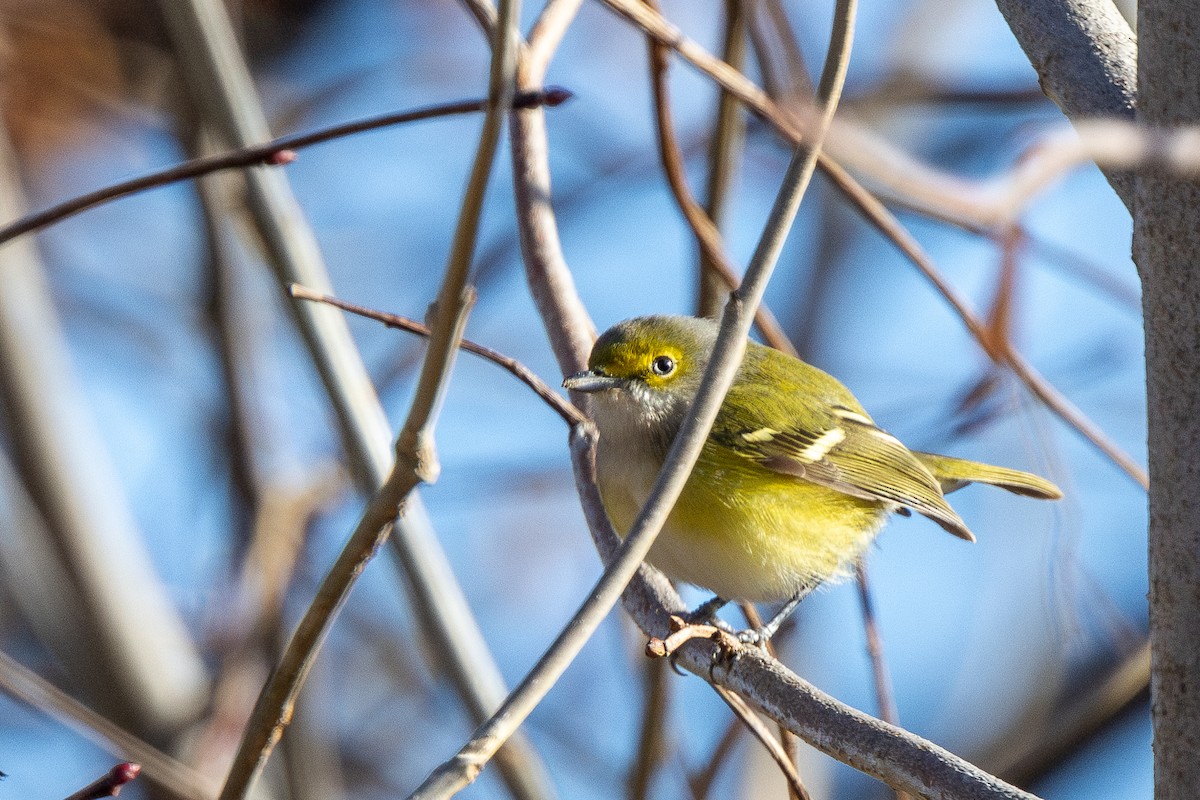 White-eyed Vireo - ML645664345