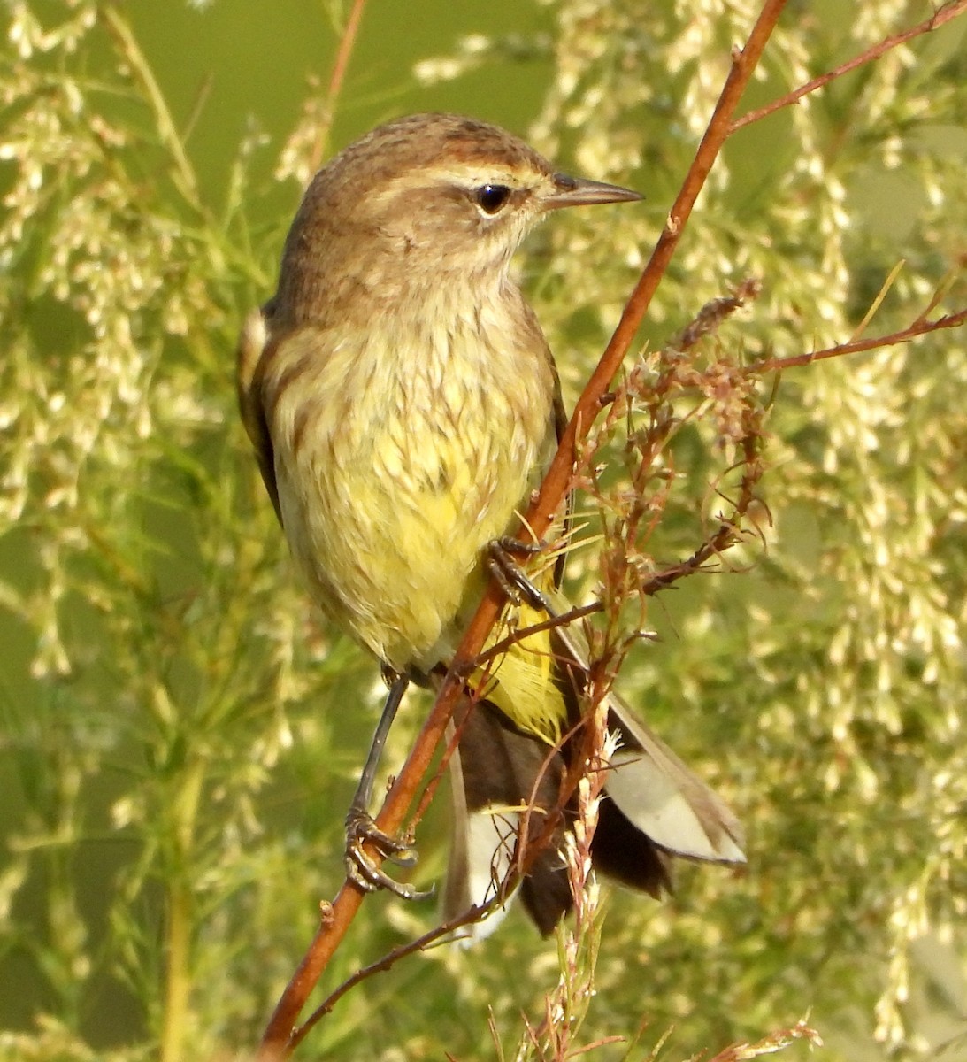 Palm Warbler - ML645664346