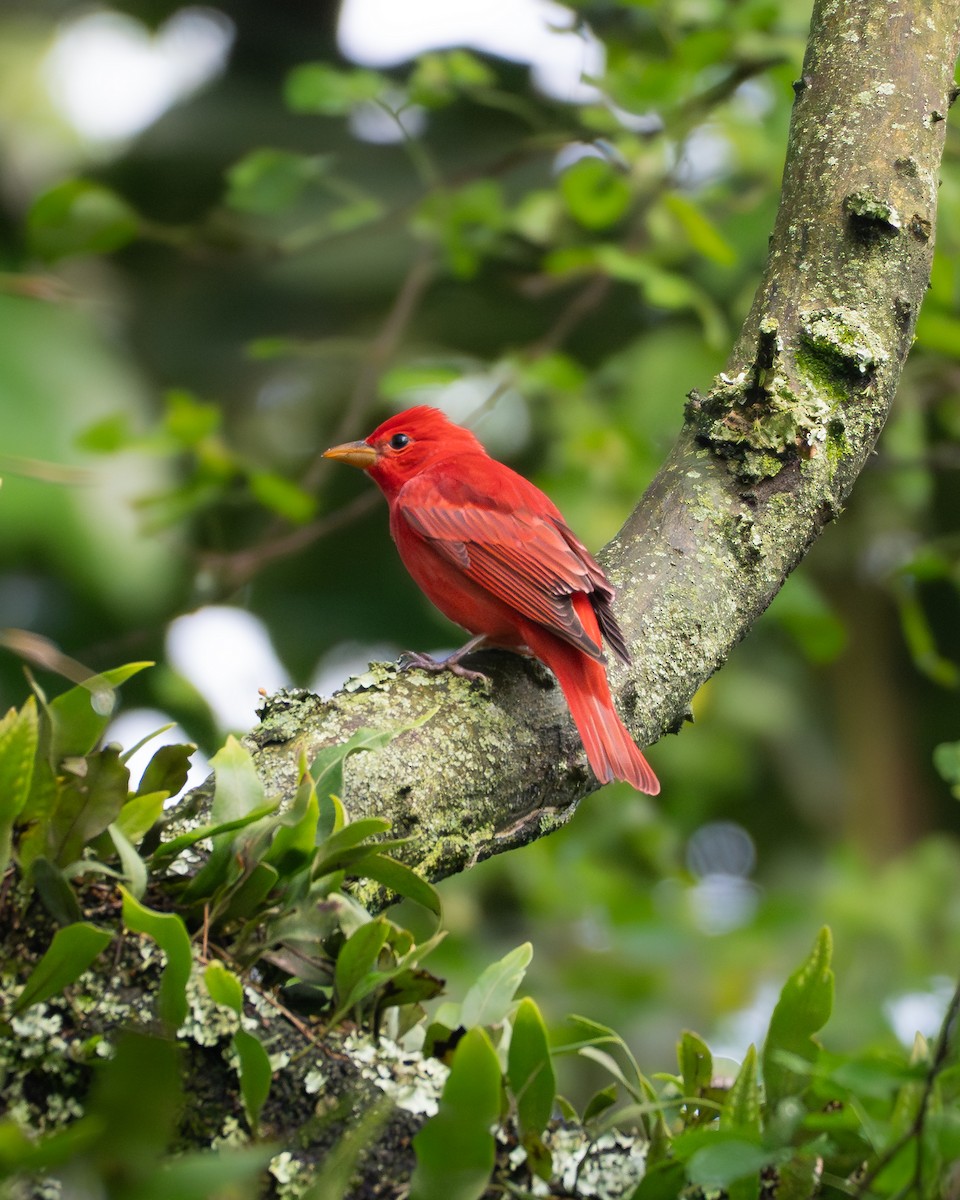 Summer Tanager - ML645664347