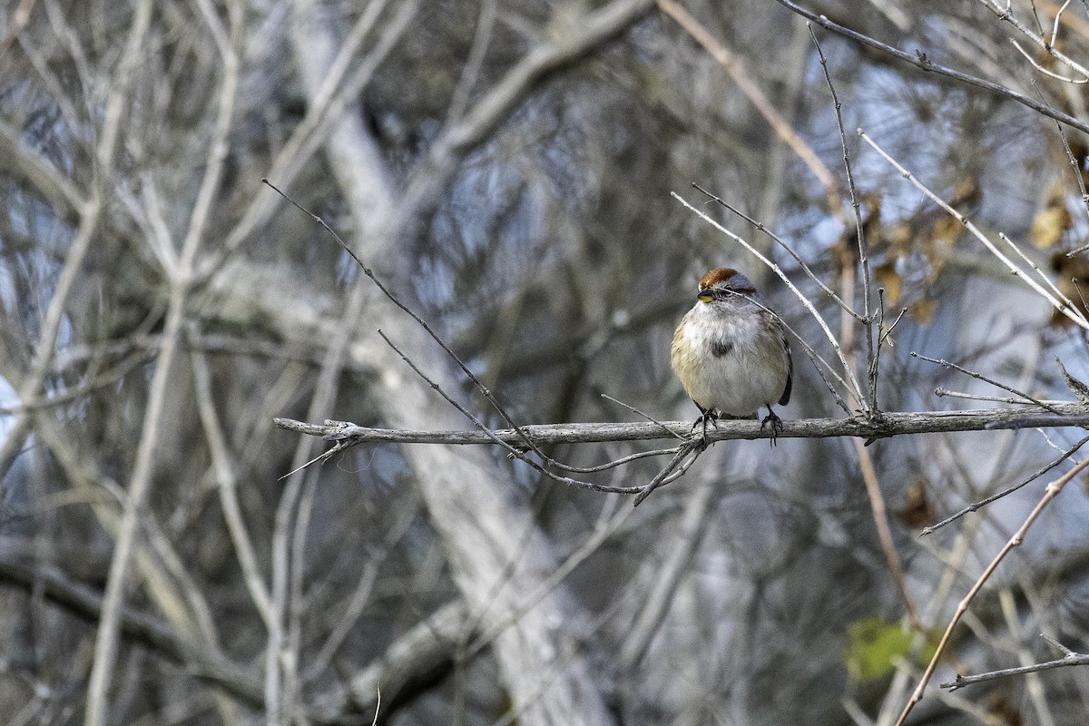 American Tree Sparrow - ML645664349
