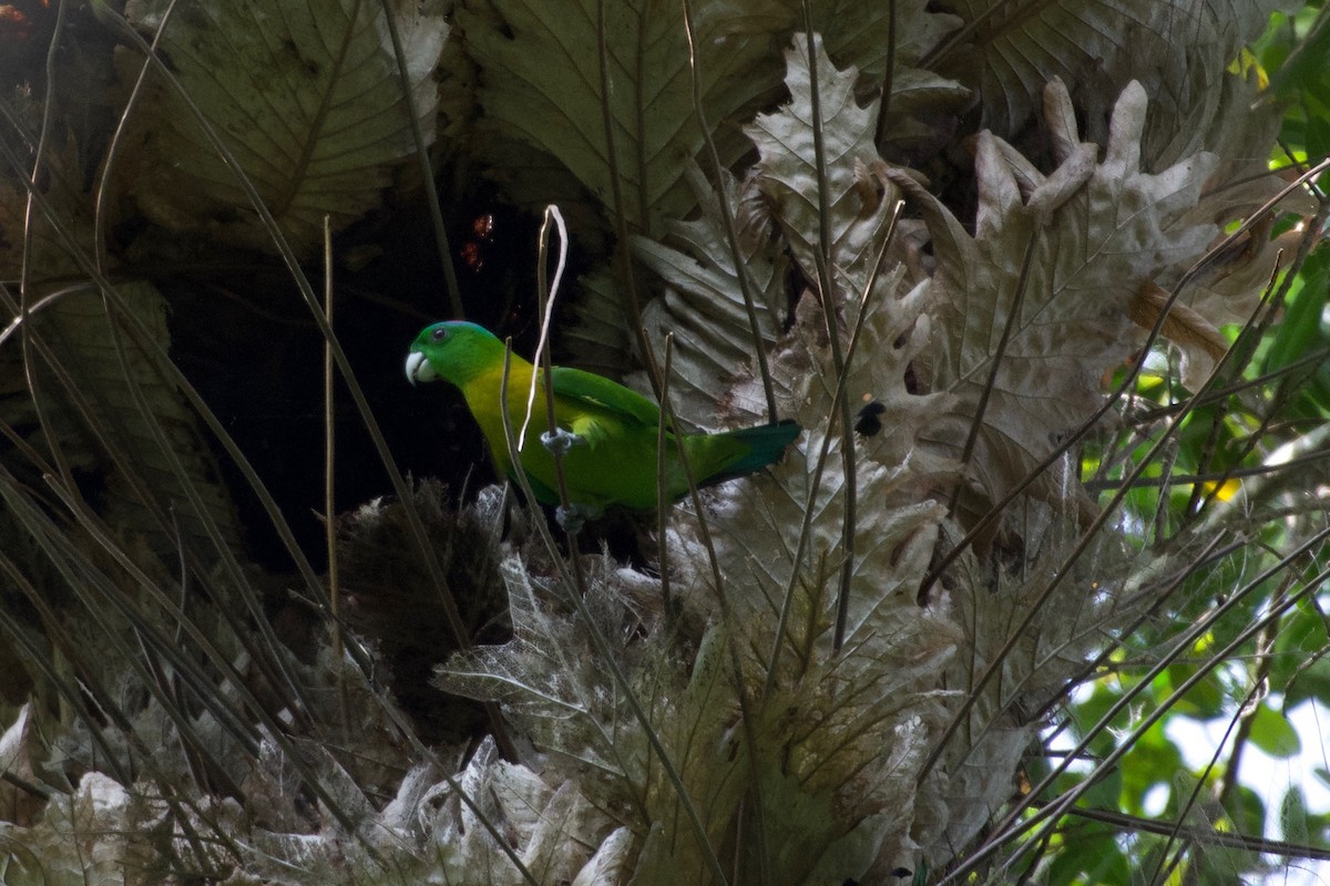 Yellow-breasted Racquet-tail - ML645664350