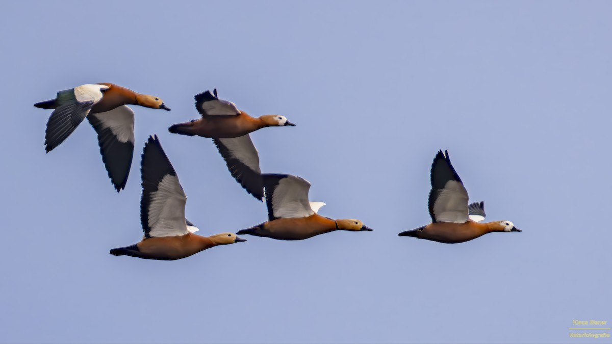 瀆鳧 - ML645664351