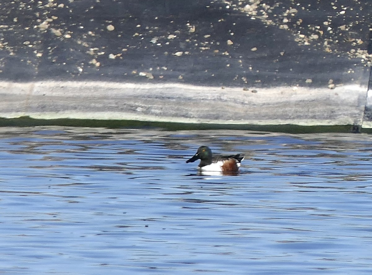 Northern Shoveler - ML645664352