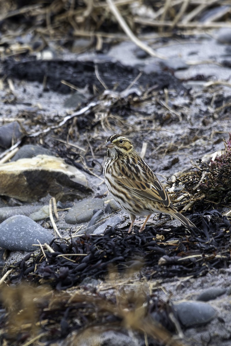 Savannah Sparrow - ML645664357