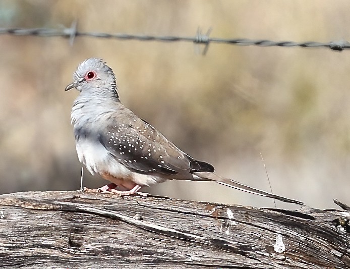 ウスユキバト - ML645664359