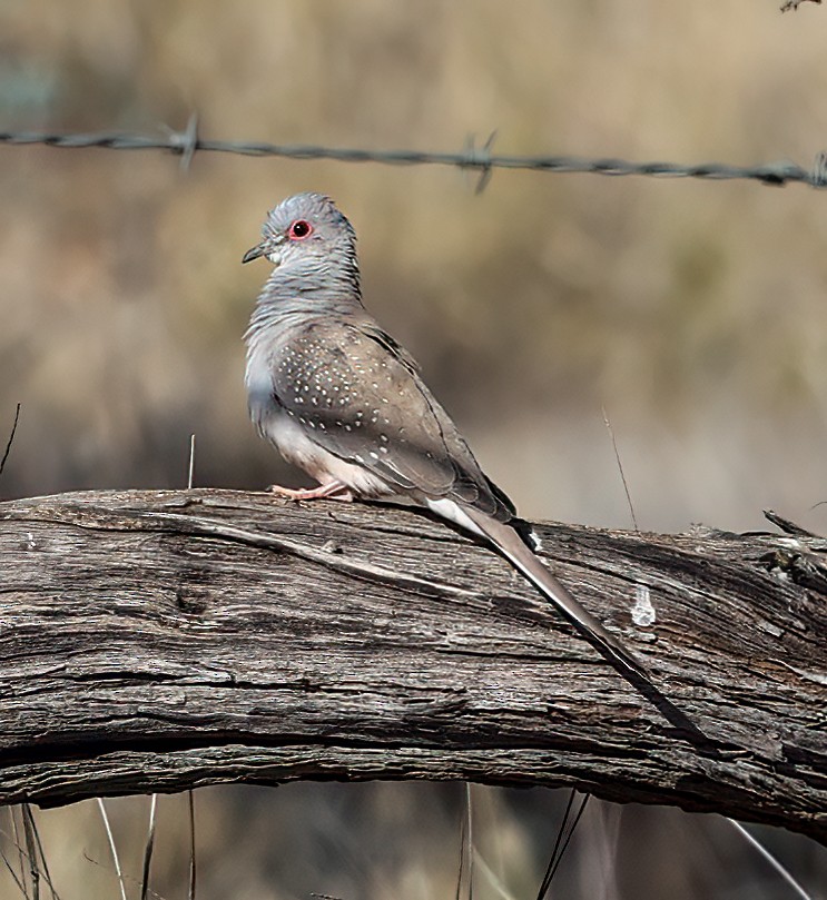 ウスユキバト - ML645664360
