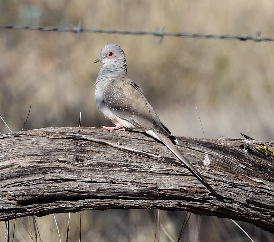 ウスユキバト - ML645664361