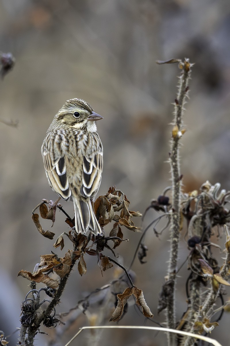 Savannah Sparrow (Ipswich) - ML645664363