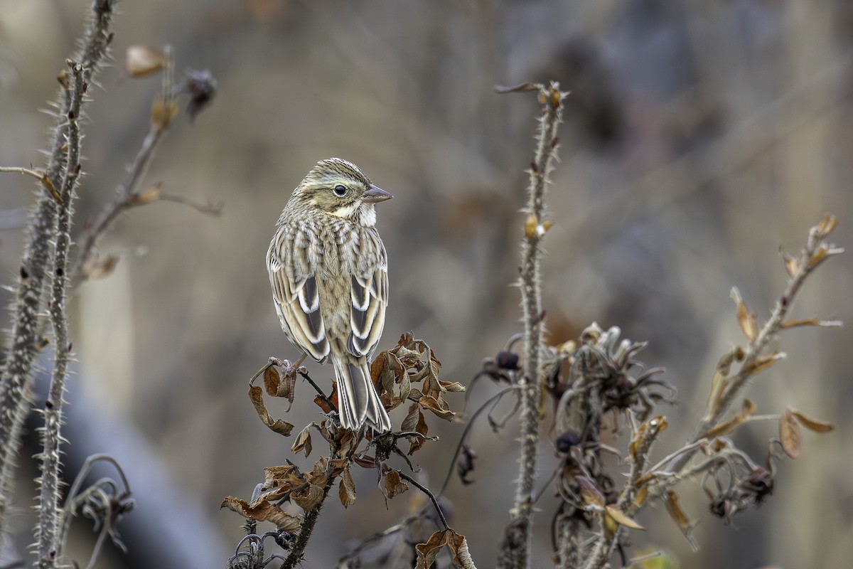 Savannah Sparrow (Ipswich) - ML645664364