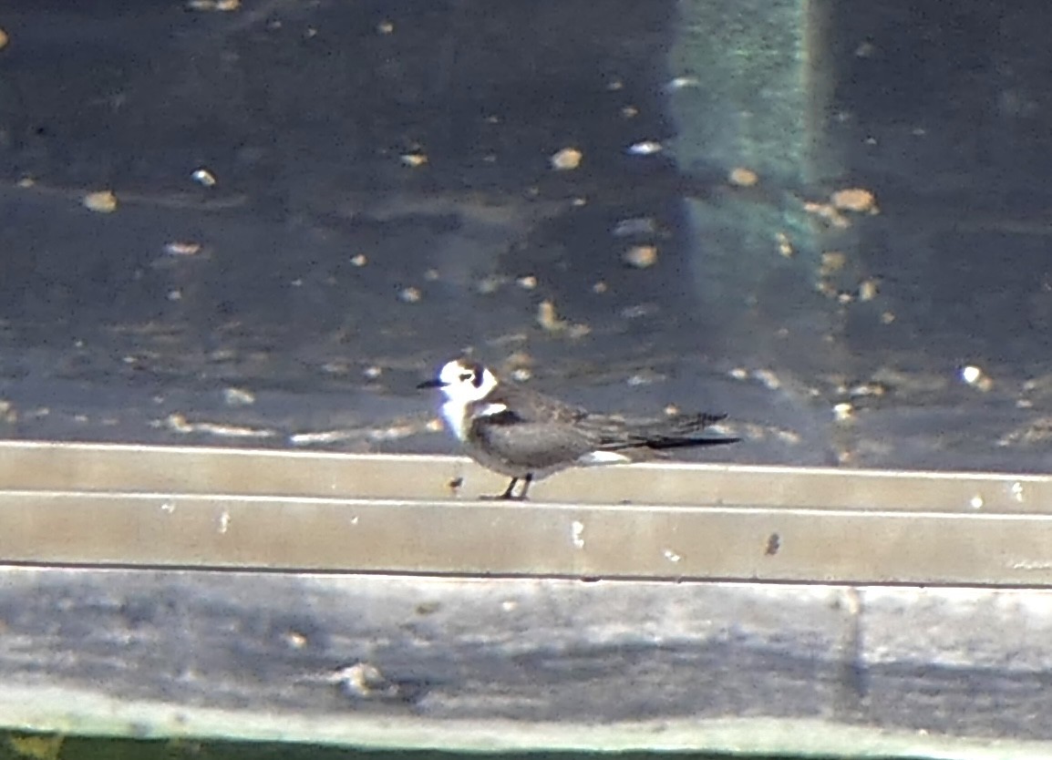 Black Tern - ML645664368