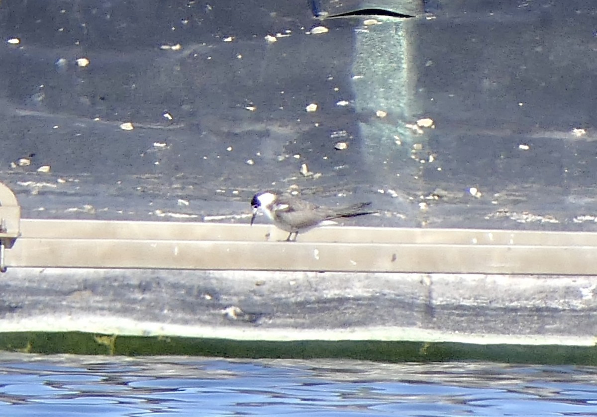 Black Tern - ML645664369