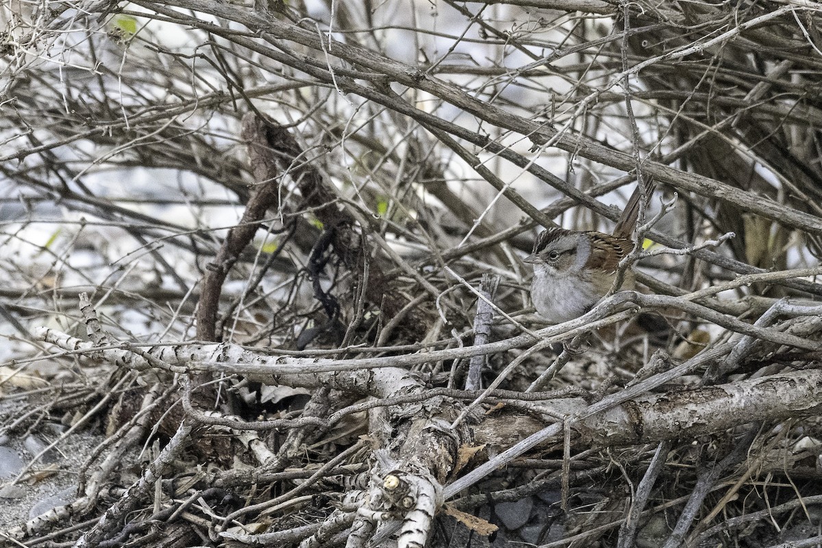Swamp Sparrow - ML645664370