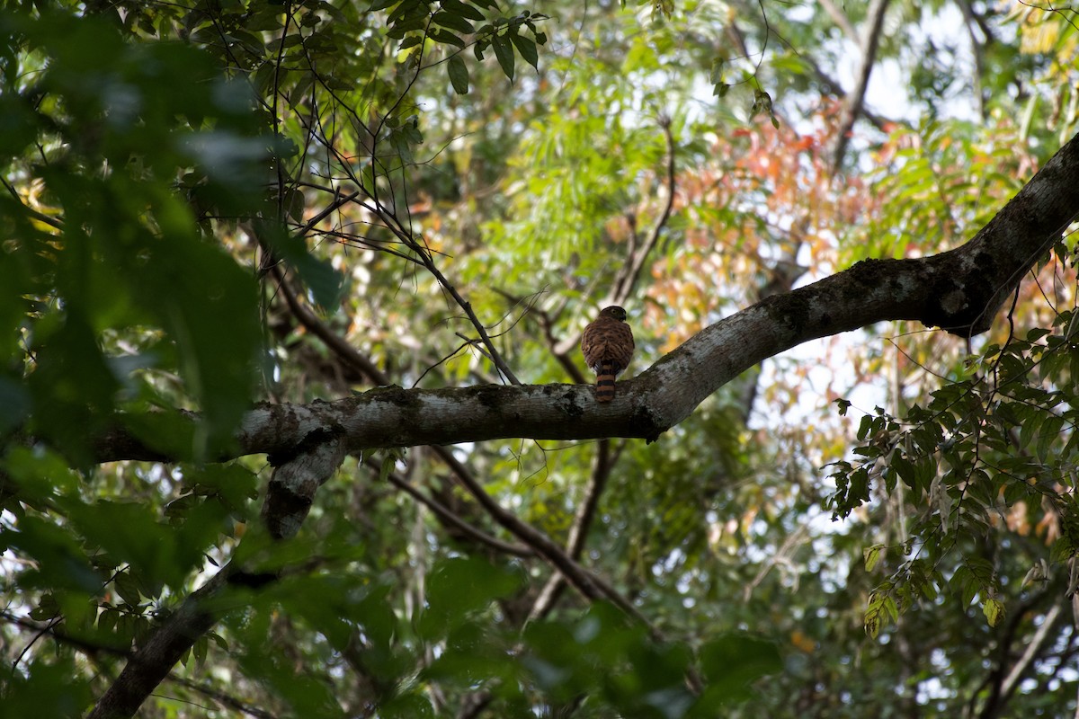 Vinous-breasted Sparrowhawk - ML645664373