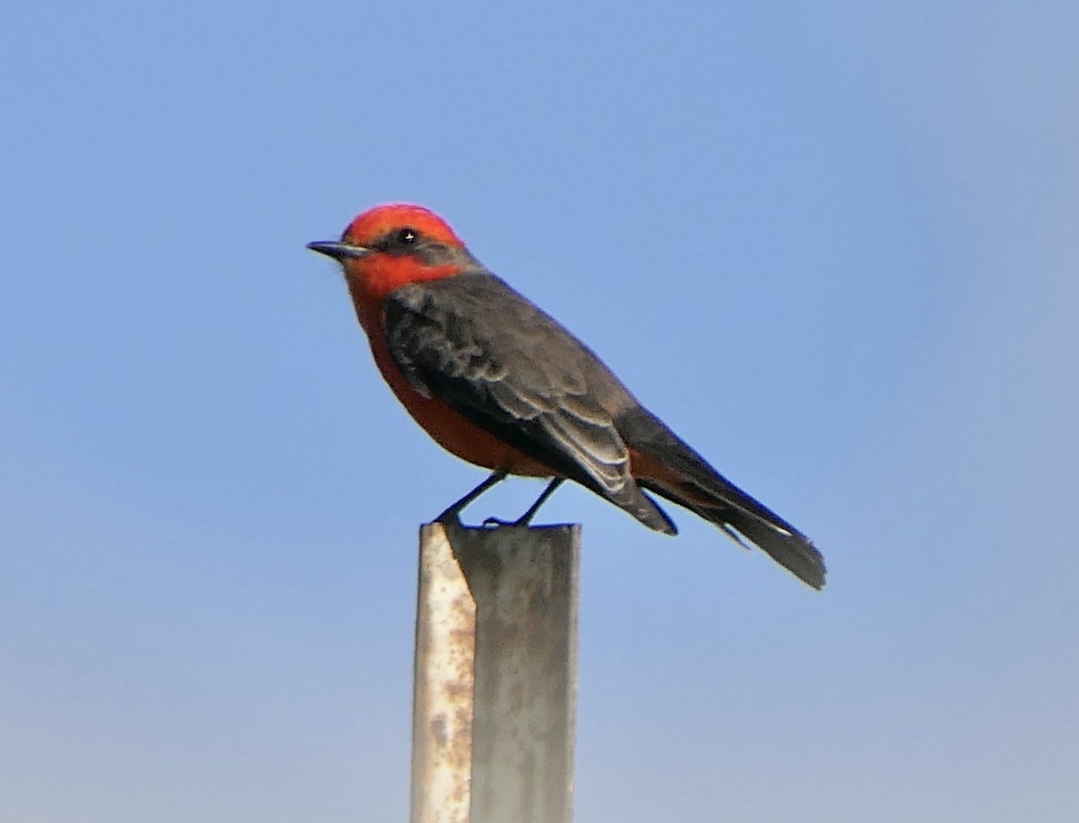 Vermilion Flycatcher - ML645664378