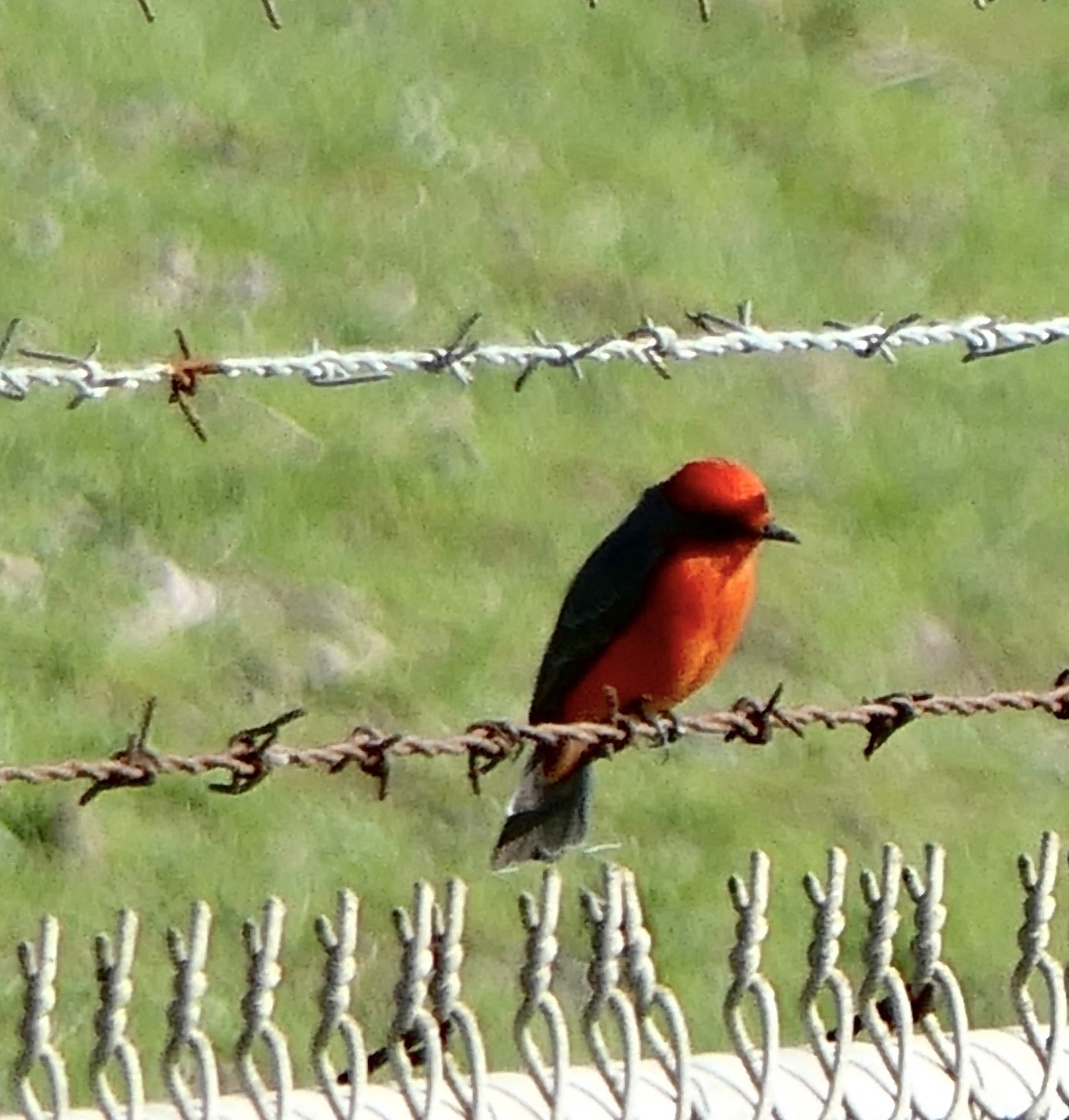 Vermilion Flycatcher - ML645664379