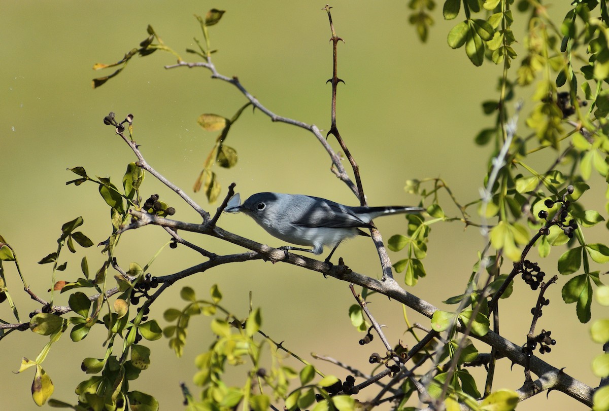 Голубая комароловка - ML645664382