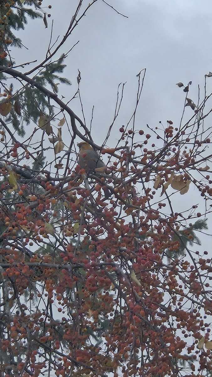 Pine Grosbeak - ML645664387