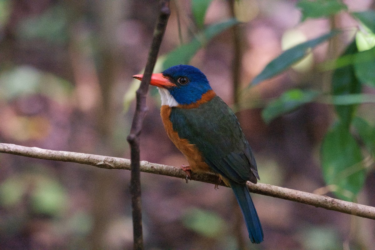 Green-backed Kingfisher - ML645664410