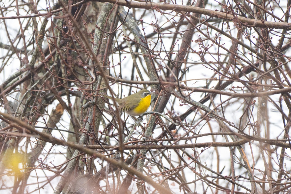 Yellow-breasted Chat - ML645664413