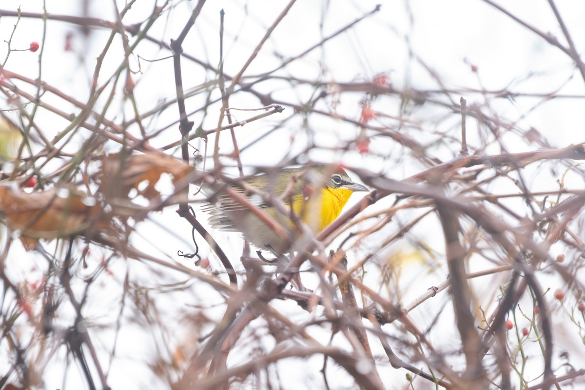 Yellow-breasted Chat - ML645664414