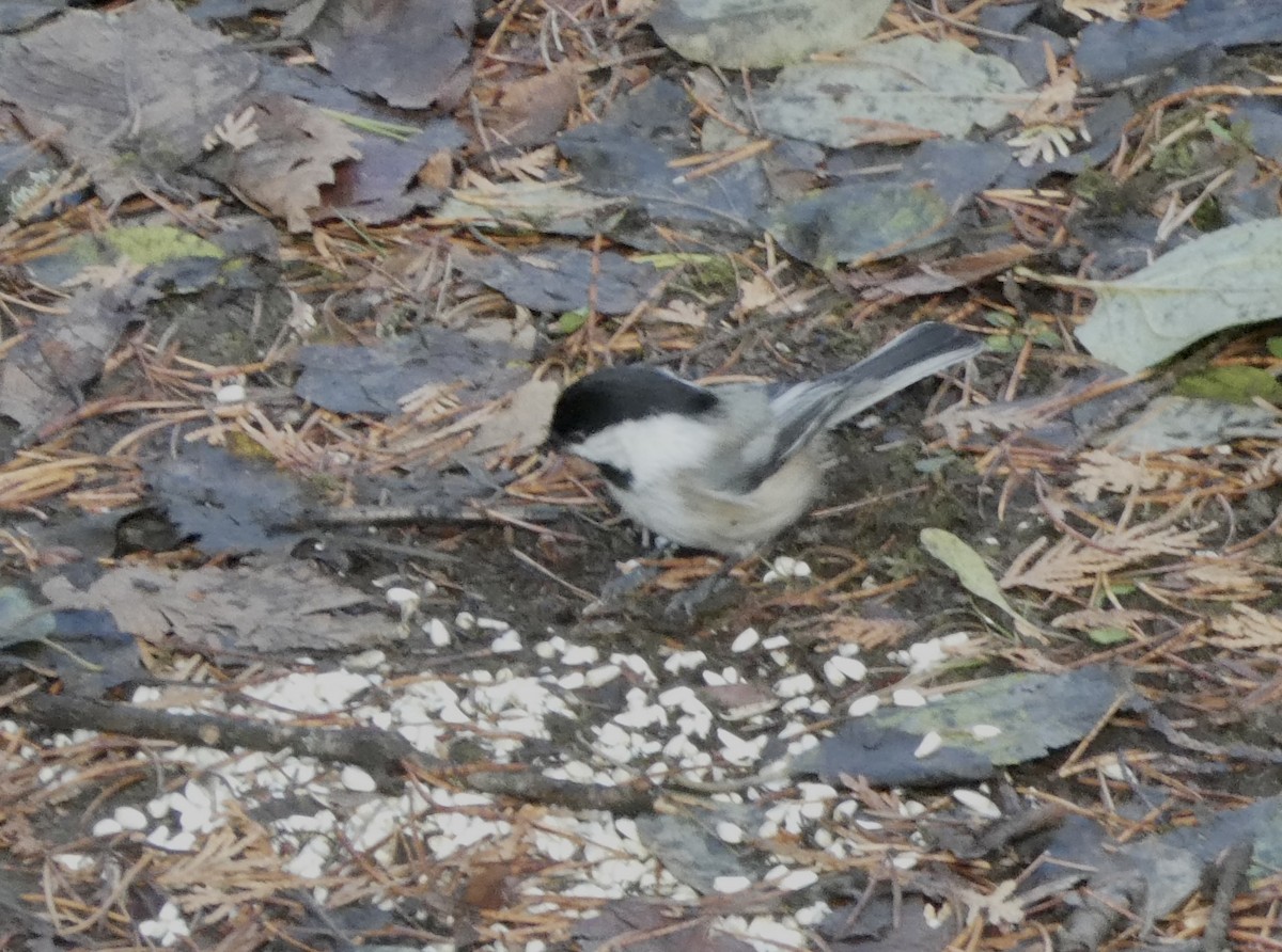 Mésange à tête noire - ML645664419