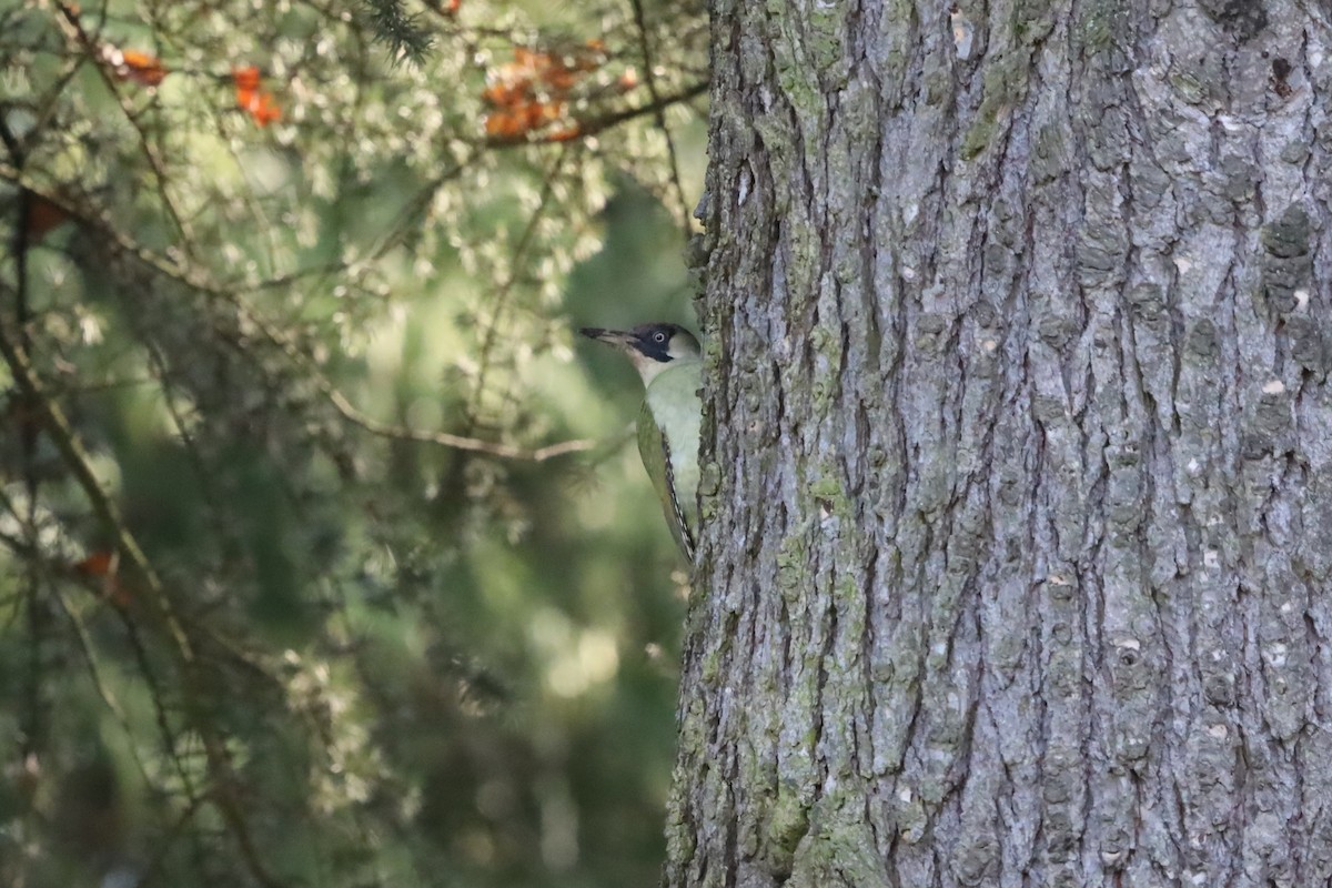 נקר ירוק - ML645664422