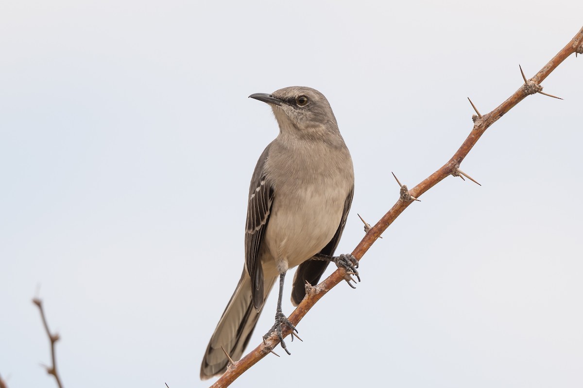 Northern Mockingbird - ML645664424