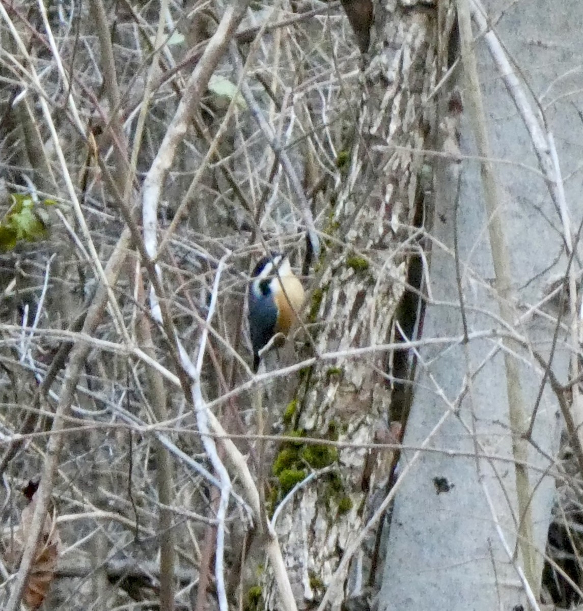 Red-breasted Nuthatch - ML645664428