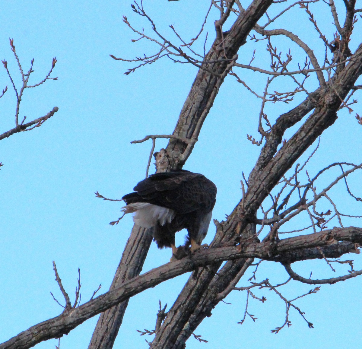 Bald Eagle - ML645664432