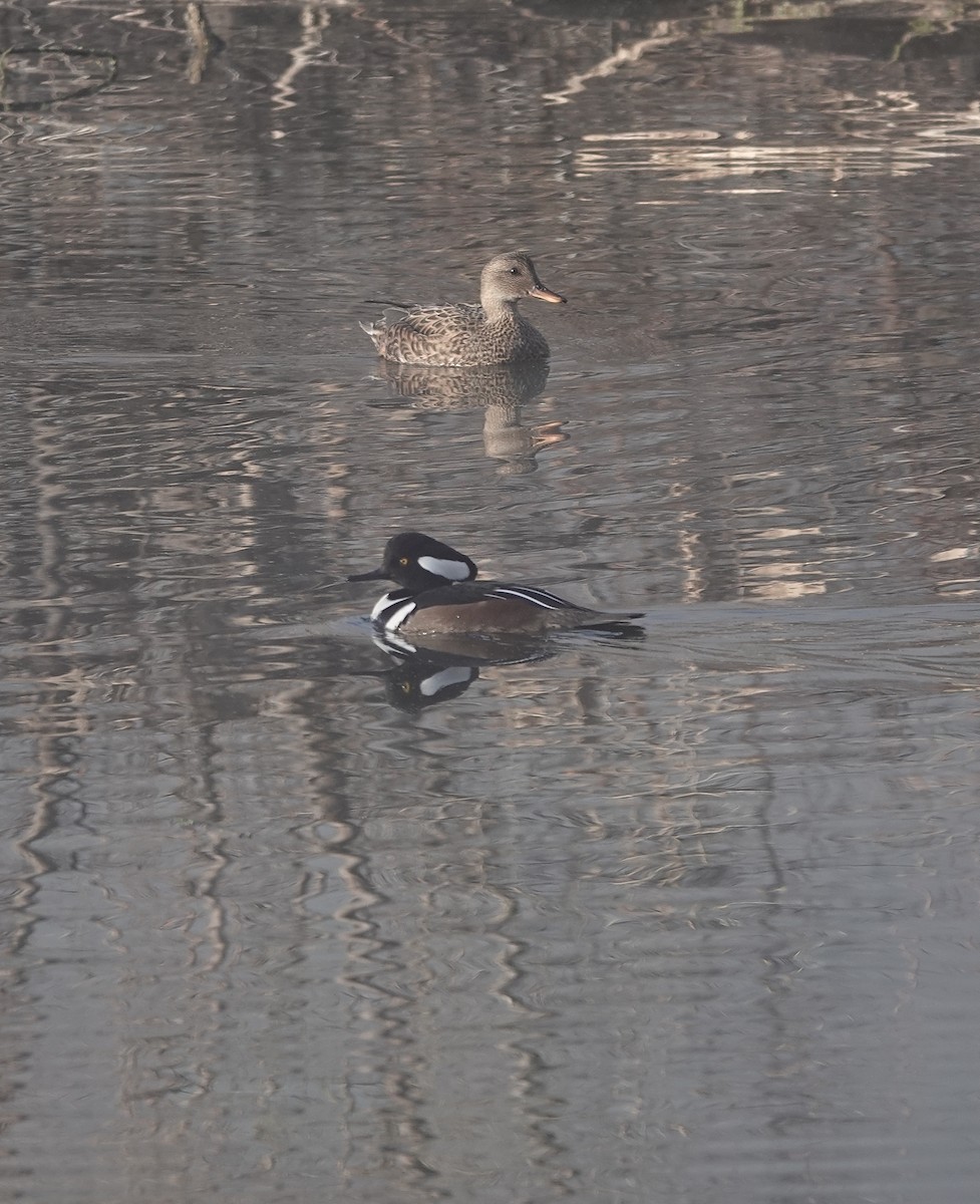 Hooded Merganser - ML645664443