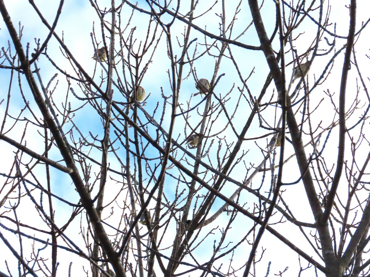 Jaseur d'Amérique - ML645664453