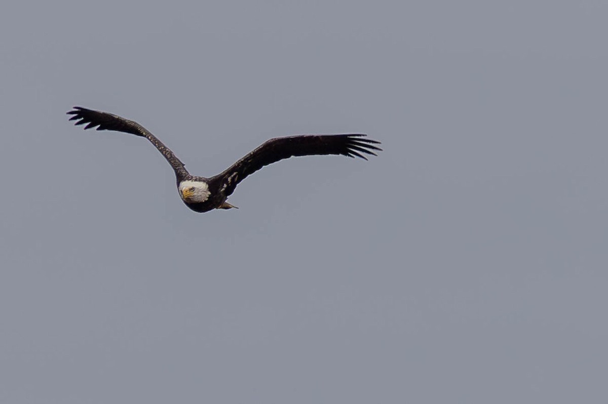 Bald Eagle - ML645664454