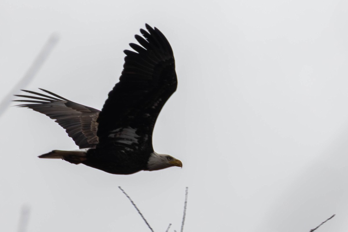 Bald Eagle - ML645664455