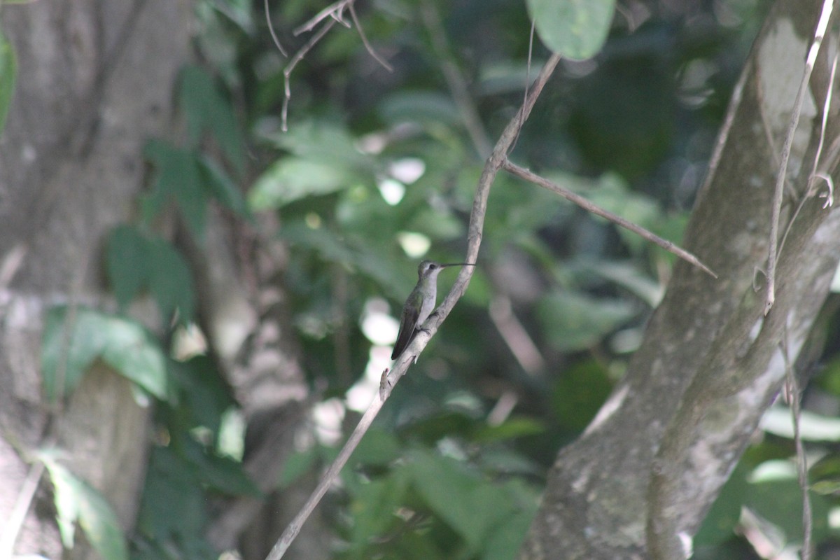 Golden-crowned Emerald - ML645664458