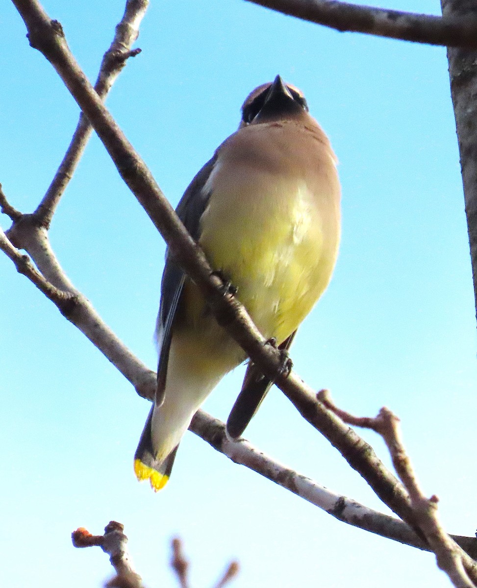 Jaseur d'Amérique - ML645664463