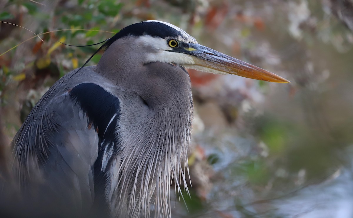 Great Blue Heron (Great Blue) - ML645664464