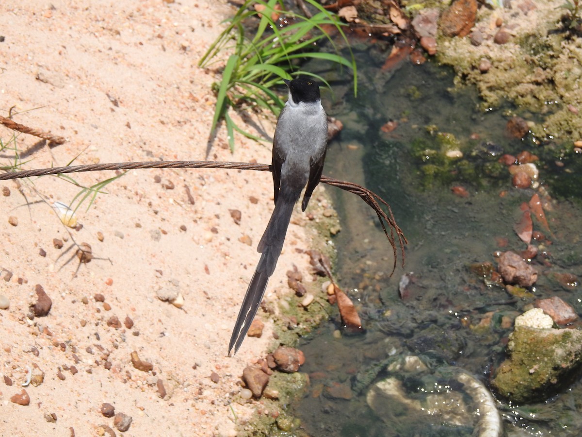 Fork-tailed Flycatcher - ML645664466