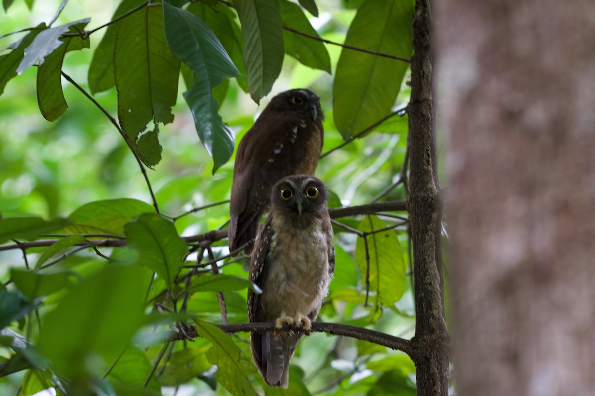 Ochre-bellied Boobook - ML645664467