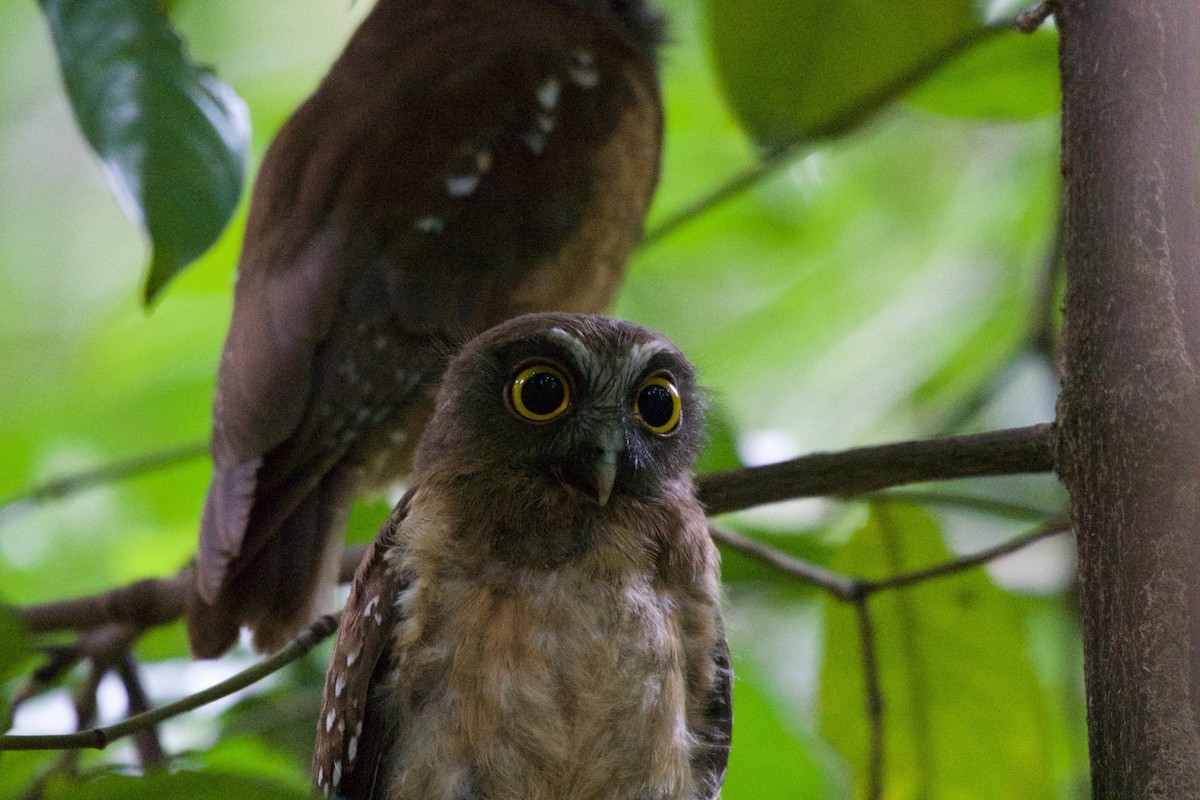 Ochre-bellied Boobook - ML645664468