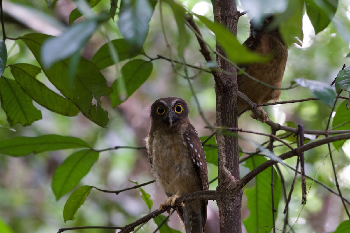 Ninoxe ocrée - ML645664469