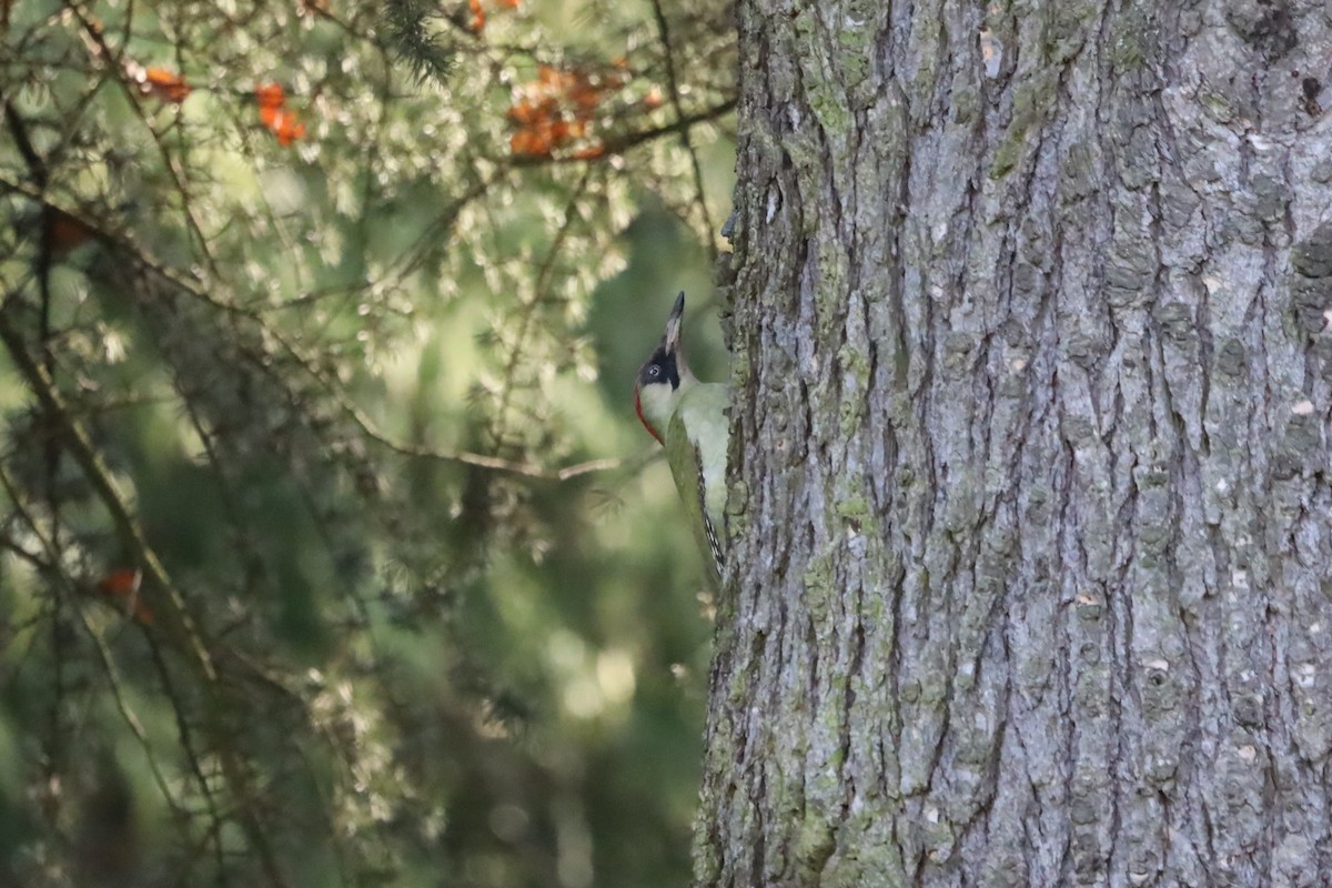 נקר ירוק - ML645664474