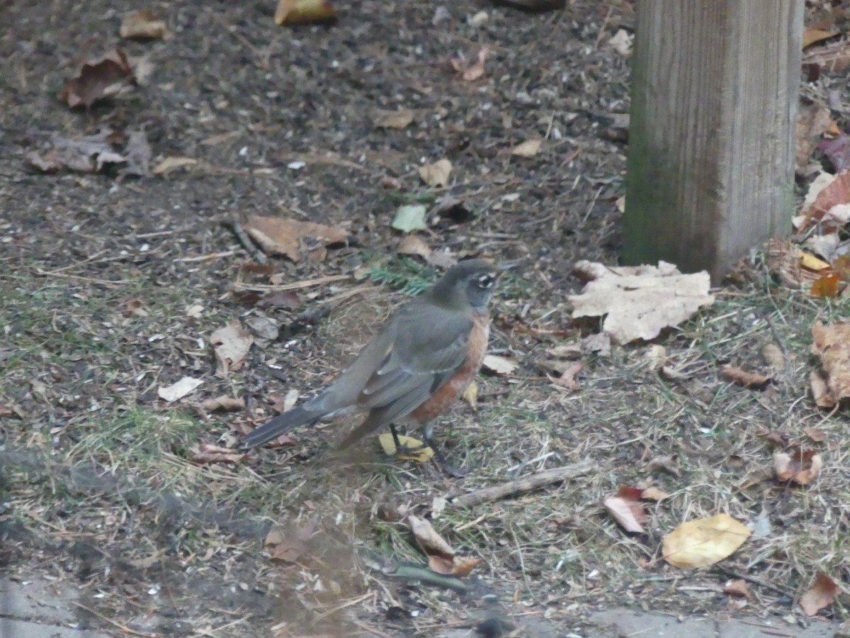 drozd stěhovavý - ML645664478