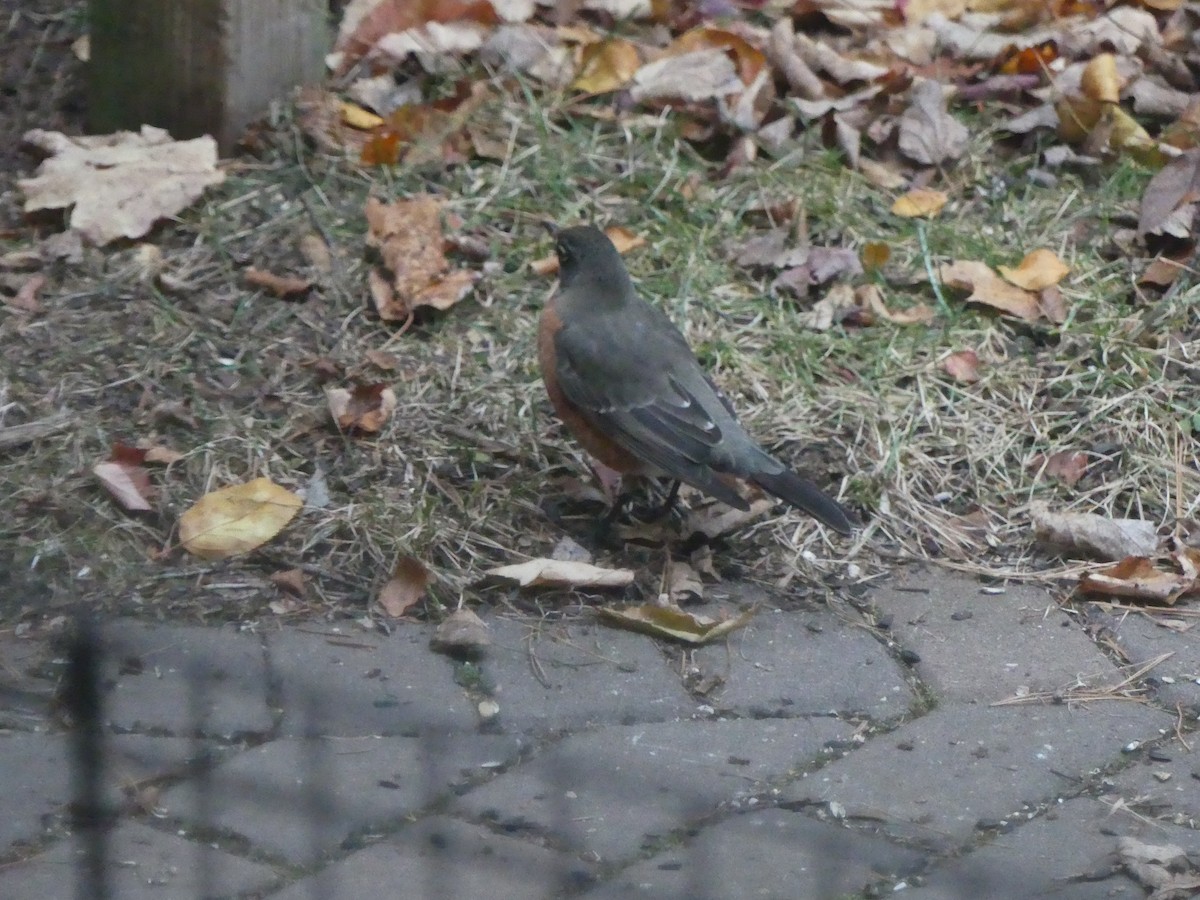 drozd stěhovavý - ML645664479