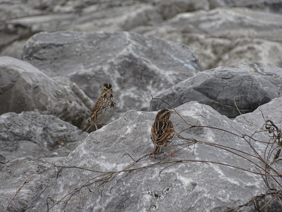 Savannah Sparrow - ML645664497