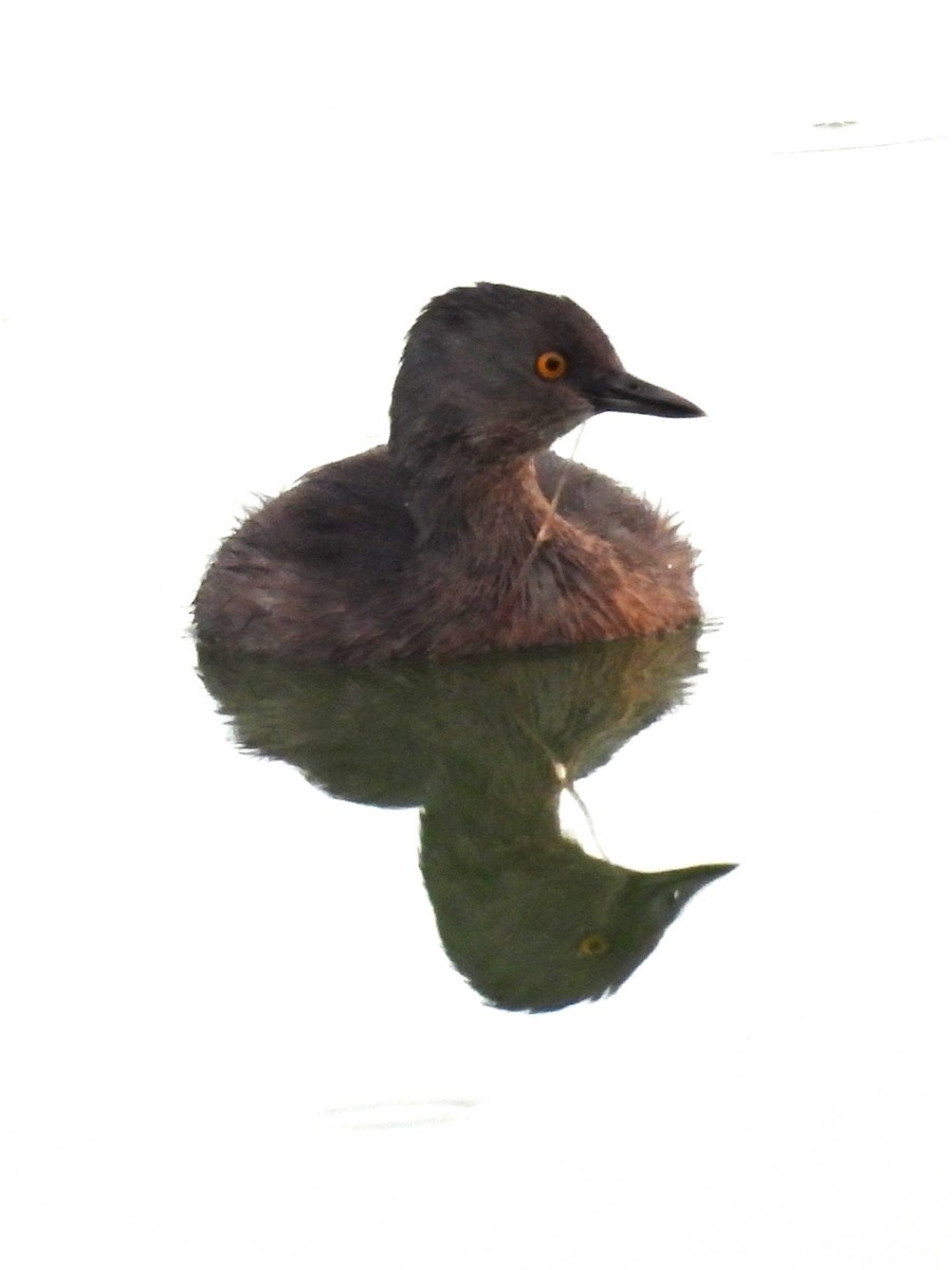 Least Grebe - ML645664502