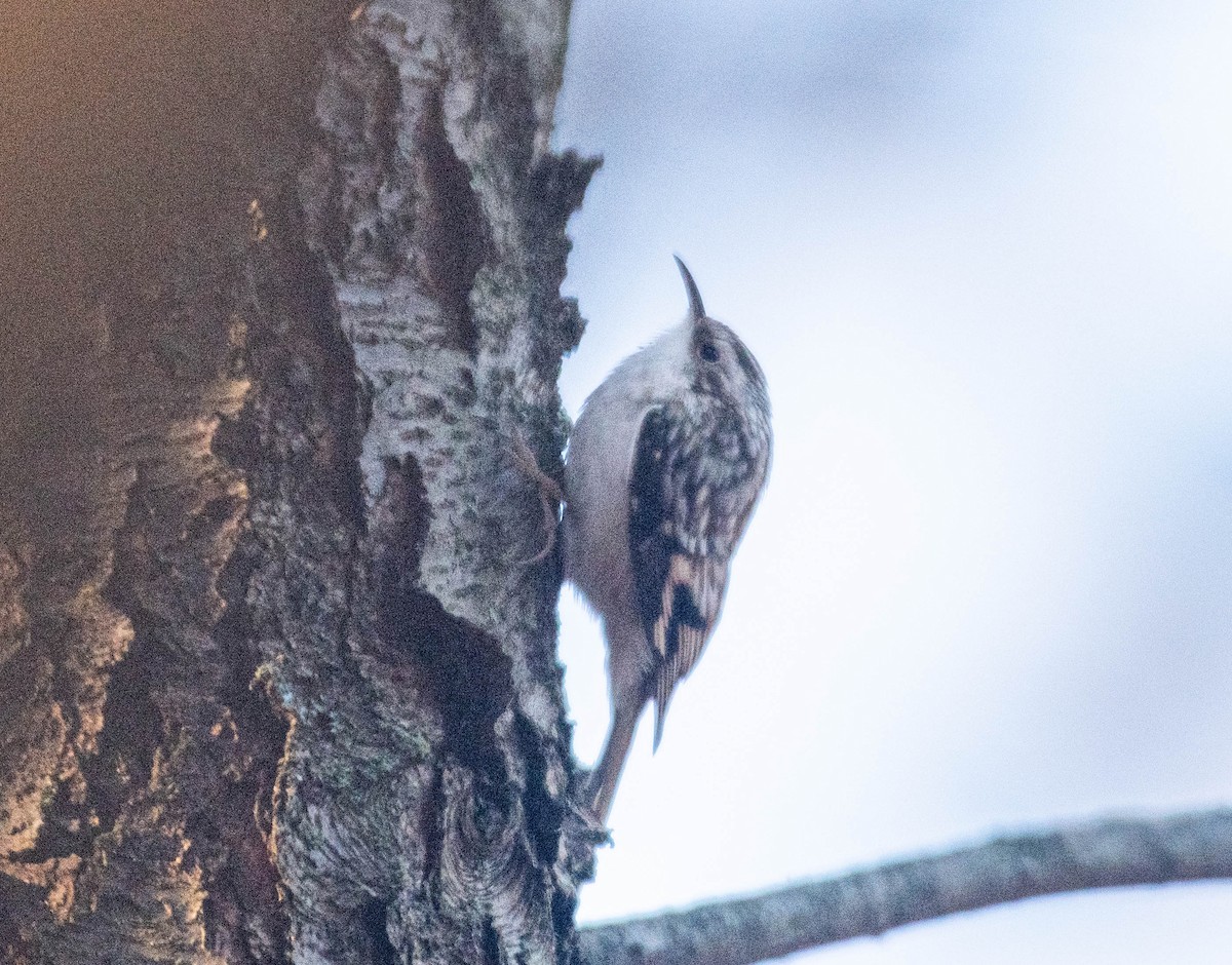 Brown Creeper - ML645664511