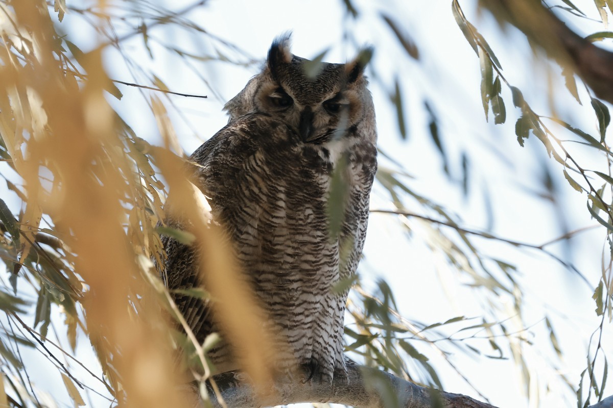 Great Horned Owl - ML645664561